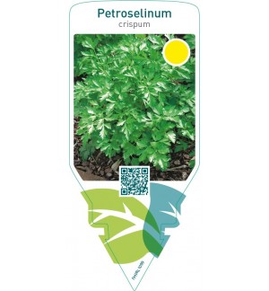 Petroselinum crispum (parsley