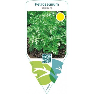 Petroselinum crispum (parsley