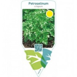 Petroselinum crispum (parsley