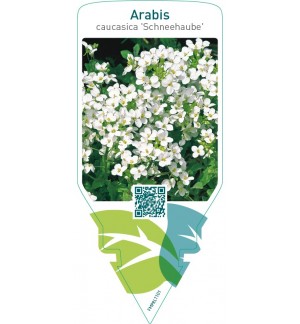 Arabis caucasica ‘Schneehaube’