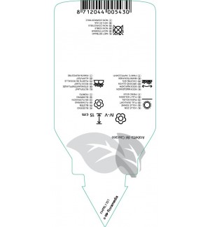 Etichette di Arabis caucasica ‘Schneehaube’ *