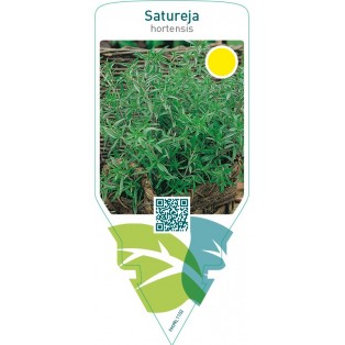 Satureja hortensis (savory)