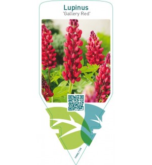 Lupinus ‘Gallery Red’  red