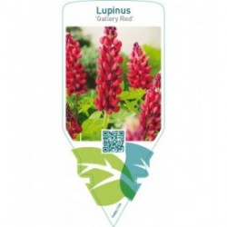 Lupinus ‘Gallery Red’  red