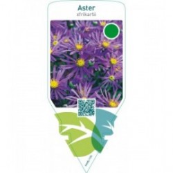Aster frikartii