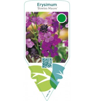 Erysimum ‘Bowles Mauve’