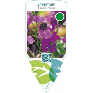 Erysimum ‘Bowles Mauve’