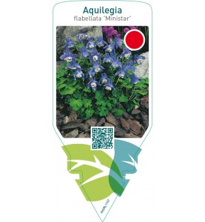 Aquilegia flabellata ‘Ministar’