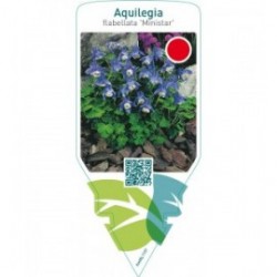 Aquilegia flabellata ‘Ministar’