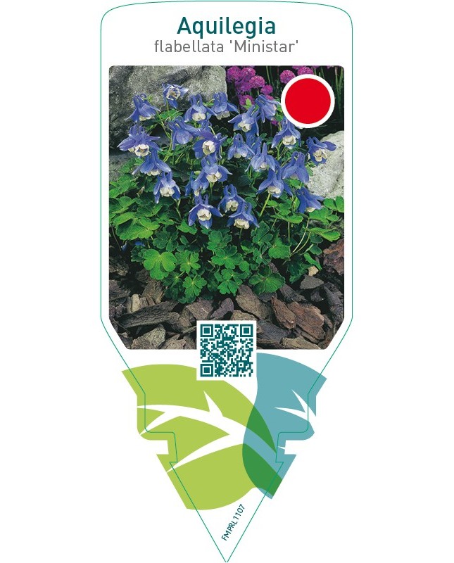 Aquilegia flabellata ‘Ministar’