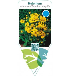 Helenium autumnale ‘Pumilum Magnificum’