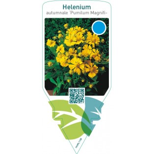 Helenium autumnale ‘Pumilum Magnificum’