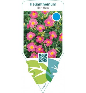 Helianthemum ‘Ben Hope’