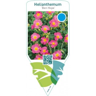 Helianthemum ‘Ben Hope’