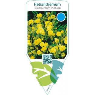 Helianthemum ‘Sulphureum Plenum’