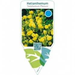 Helianthemum ‘Sulphureum Plenum’