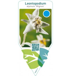 Leontopodium alpinum ‘Mignon’