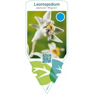 Leontopodium alpinum ‘Mignon’