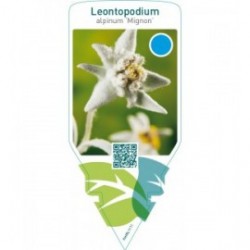 Leontopodium alpinum ‘Mignon’