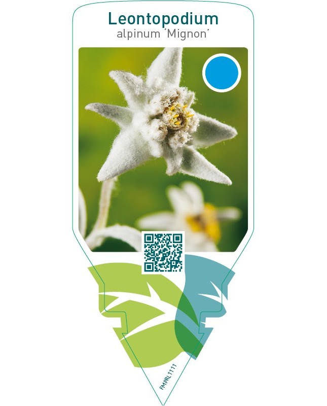 Leontopodium alpinum ‘Mignon’