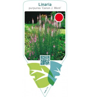 Linaria purpurea ‘Canon J. Went’