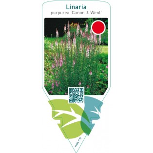 Linaria purpurea ‘Canon J. Went’