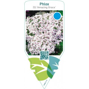 Phlox (S) ‘Amazing Grace’