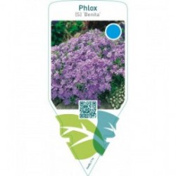 Phlox (S) ‘Benita’