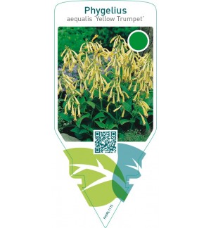 Phygelius aequalis ‘Yellow Trumpet’