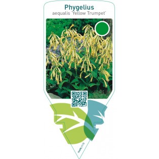 Phygelius aequalis ‘Yellow Trumpet’