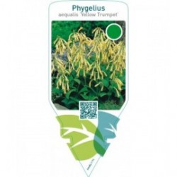 Phygelius aequalis ‘Yellow Trumpet’