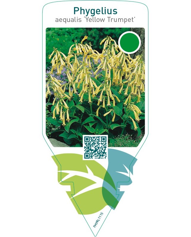 Phygelius aequalis ‘Yellow Trumpet’