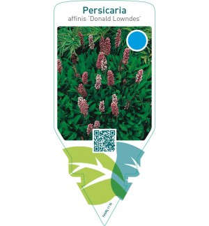 Persicaria affinis ‘Donald Lowndes’