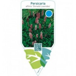 Persicaria affinis ‘Donald Lowndes’