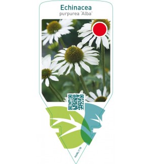 Echinacea purpurea ‘Alba’