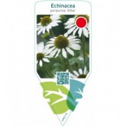 Echinacea purpurea ‘Alba’