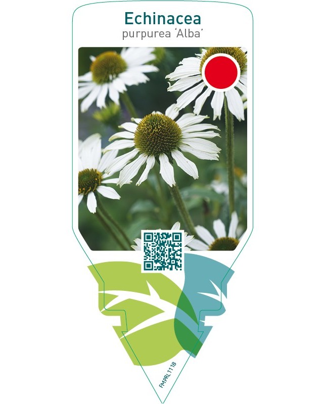 Echinacea purpurea ‘Alba’