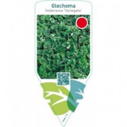 Glechoma hederacea ‘Variegata’