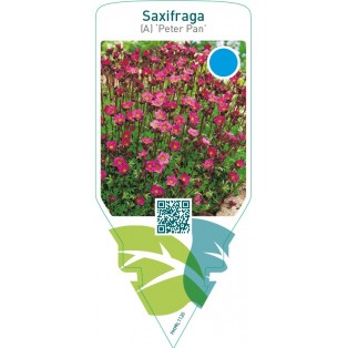 Saxifraga (A) ‘Peter Pan’