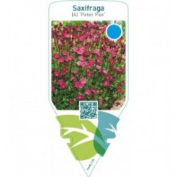 Saxifraga (A) ‘Peter Pan’