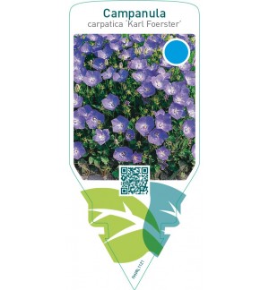 Campanula carpatica ‘Karl Foerster’