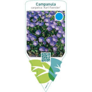 Campanula carpatica ‘Karl Foerster’