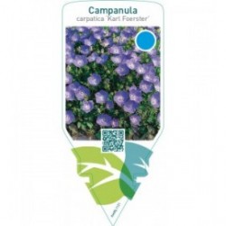 Campanula carpatica ‘Karl Foerster’