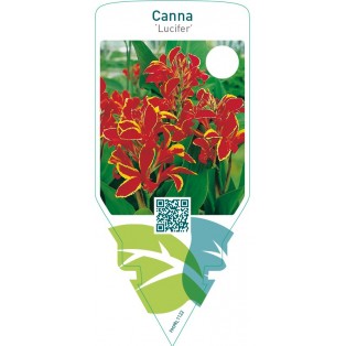 Canna ‘Lucifer’