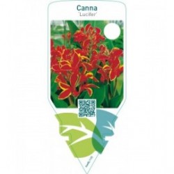 Canna ‘Lucifer’