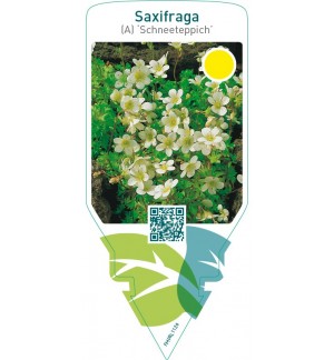 Saxifraga (A) ‘Schneeteppich’