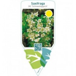 Saxifraga (A) ‘Schneeteppich’