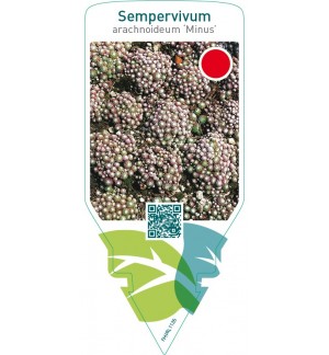 Sempervivum arachnoideum ‘Minus’