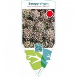 Sempervivum arachnoideum ‘Minus’