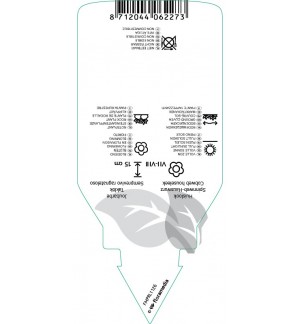 Etichette di Sempervivum arachnoidium ‘Minus’ *